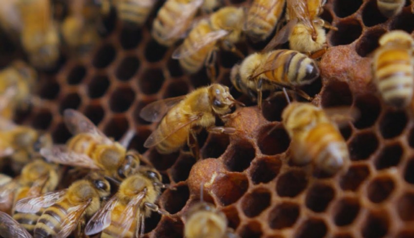 Pembe kıyafetli kadınların 2 bin 800 rakımlı yaylada bal hasadı