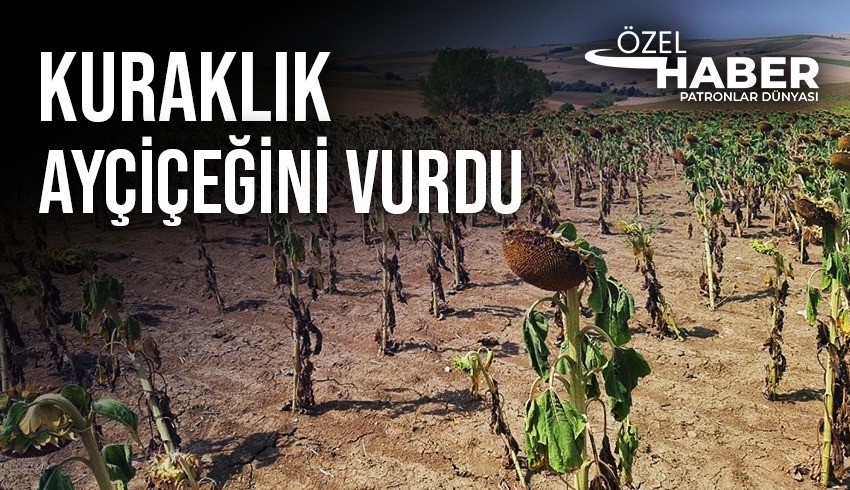 Kuraklık ayçiçeği üretimini vurdu... Rekolte kaybının yüzde 70'i bulması bekleniyor...