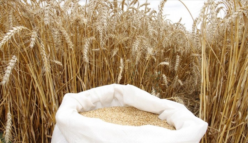 Rusya'nın tahıl ihracatında Türkiye ikinci sırada