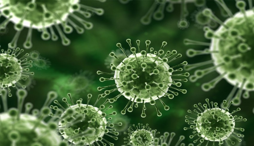 Şimdi de Nipah virüsü küresel salgın endişesi yarattı