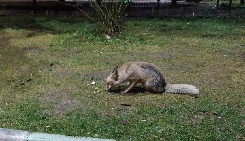 Tilkinin sabah poğaçası kafe sahibinden