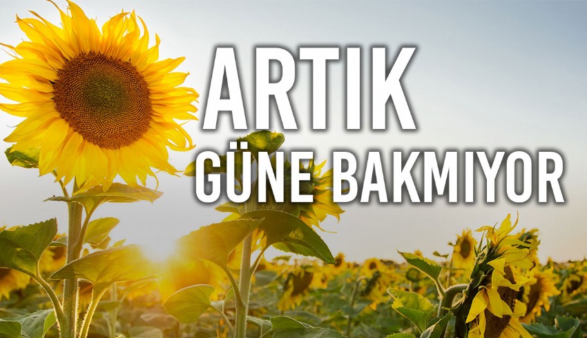 Trakya’da kuraklık çiftçiyi vurdu... Ayçiçek ekimleri yapılamıyor