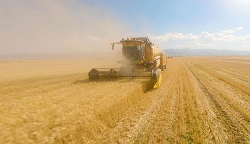 Türkiye'nin buğday üretimi 21,5 milyon tona ulaştı