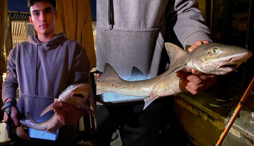 Üsküdar'da balık tutan gencin oltasına köpek balığı takıldı