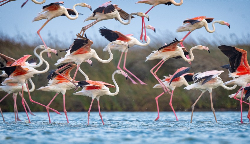 Venedik yorgunu Flamingolar Karacabey'de